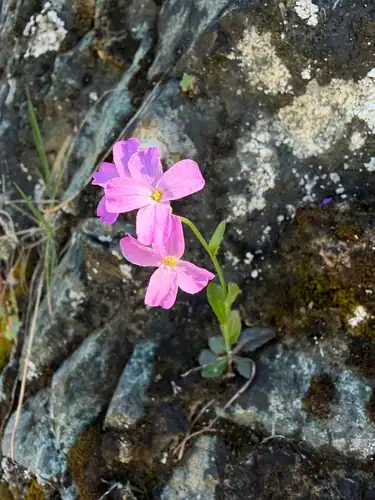 Foto dokumenter Arabis modesta
