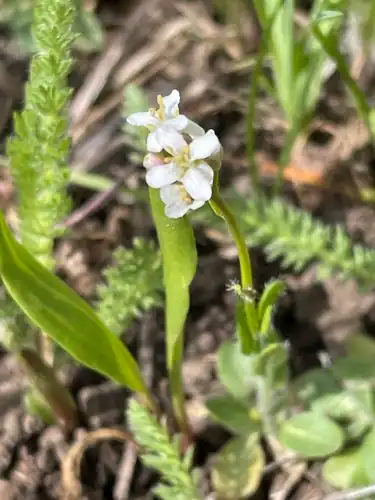 Foto dokumenter Arabis nuttallii