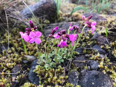Foto dokumenter Arabis oregana