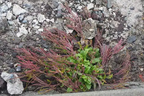 Foto dokumenter Arabis serrata