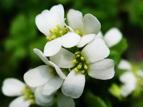 Foto dokumenter Arabis stelleri