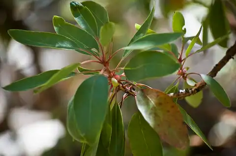Foto dokumenter Arbutus arizonica