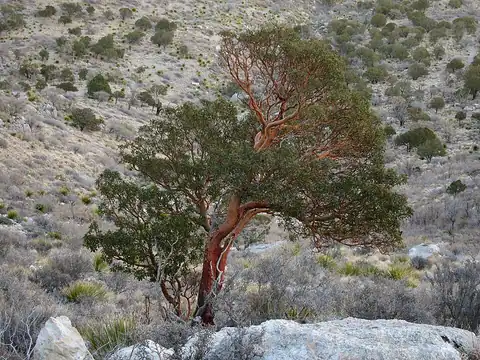 Foto dokumenter Arbutus xalapensis