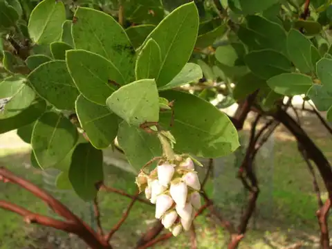 Foto dokumenter Arctostaphylos catalinae