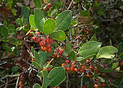 Foto dokumenter Arctostaphylos crustacea