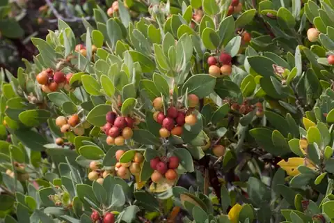 Foto dokumenter Arctostaphylos glandulosa