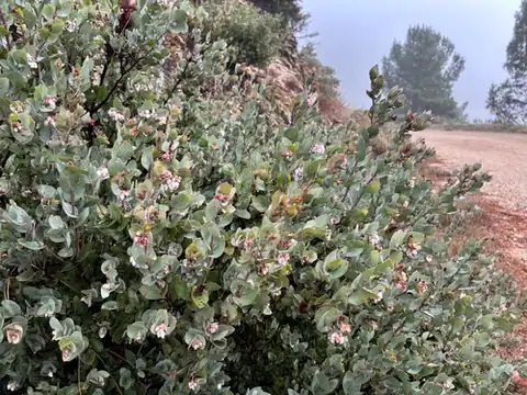 Foto dokumenter Arctostaphylos luciana