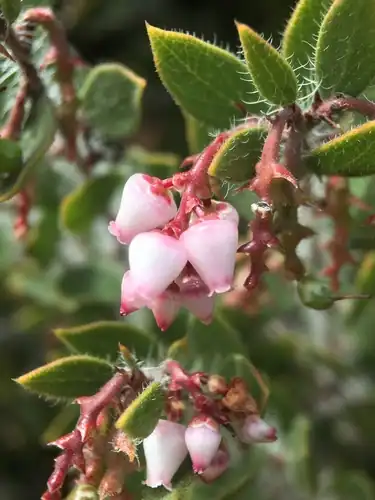 Foto dokumenter Arctostaphylos myrtifolia