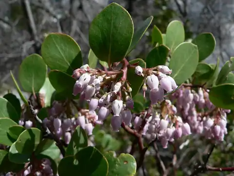 Foto dokumenter Arctostaphylos patula