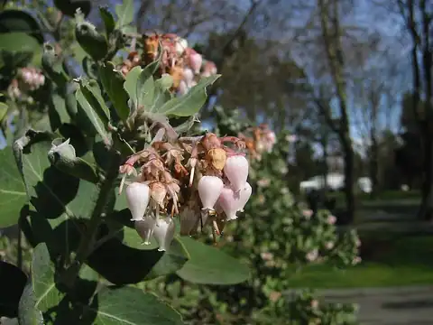 Foto dokumenter Arctostaphylos viscida