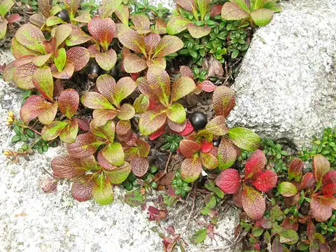 Arctous alpina, dicatat sumber sebagai Arctous alpina var. japonica.