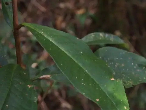 Foto dokumenter Ardisia compressa