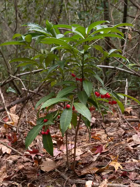 Foto dokumenter Ardisia crenata