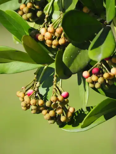 Foto dokumenter Ardisia elliptica