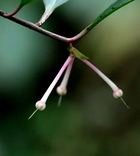 Foto dokumenter Ardisia hanceana