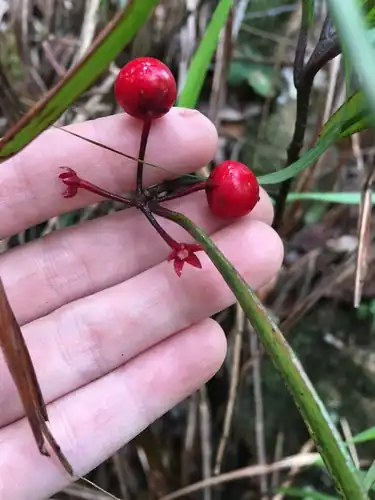 Foto dokumenter Ardisia lindleyana