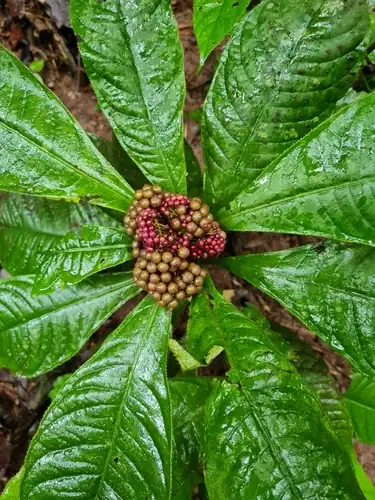Foto dokumenter Ardisia pellucida