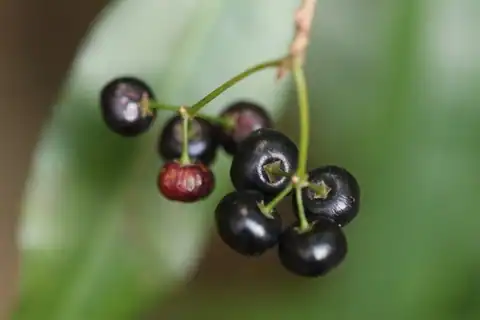 Foto dokumenter Ardisia quinquegona