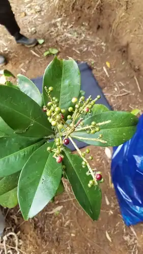 Foto dokumenter Ardisia revoluta