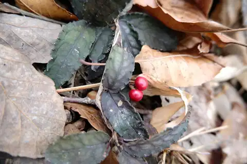 Foto dokumenter Ardisia violacea