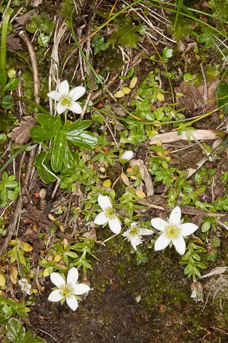 Foto dokumenter Arenaria ciliata