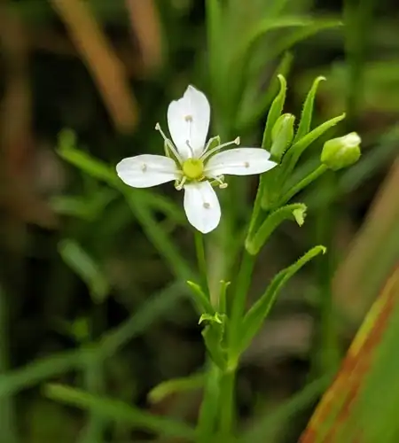 Foto dokumenter Arenaria paludicola