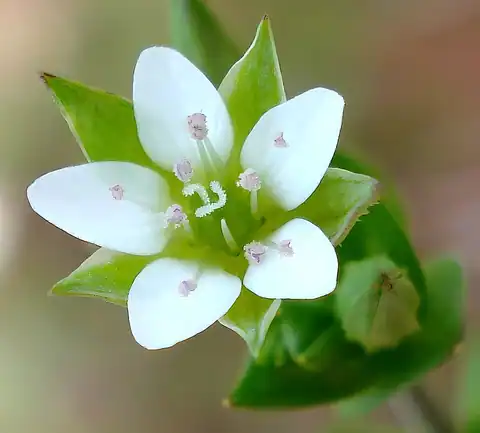 Foto dokumenter Arenaria serpyllifolia