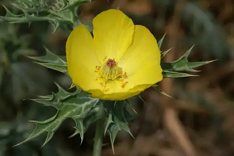 Foto dokumenter Argemone mexicana