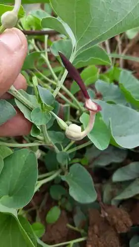 Foto dokumenter Aristolochia bracteolata