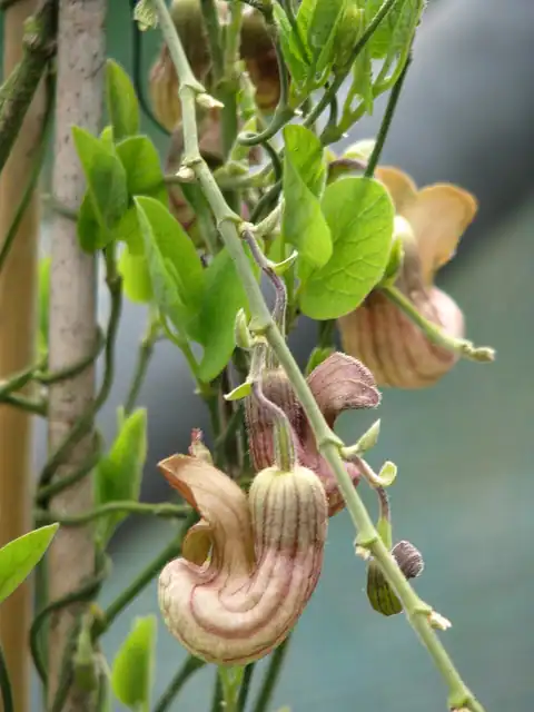 Foto dokumenter Aristolochia californica
