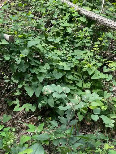 Foto dokumenter Aristolochia contorta