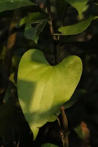 Foto dokumenter Aristolochia fordiana