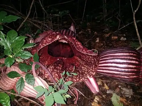 Foto dokumenter Aristolochia goldieana