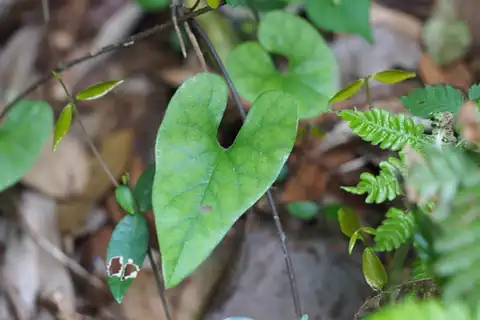 Foto dokumenter Aristolochia kaempferi