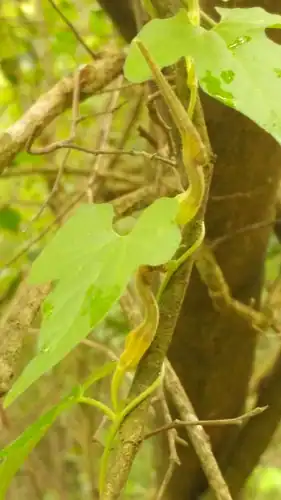 Foto dokumenter Aristolochia pentandra