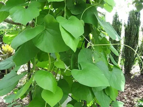 Foto dokumenter Aristolochia tomentosa