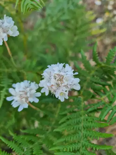 Foto dokumenter Armeria canescens