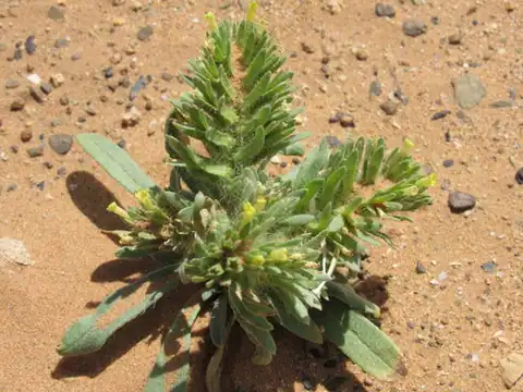 Foto dokumenter Arnebia decumbens