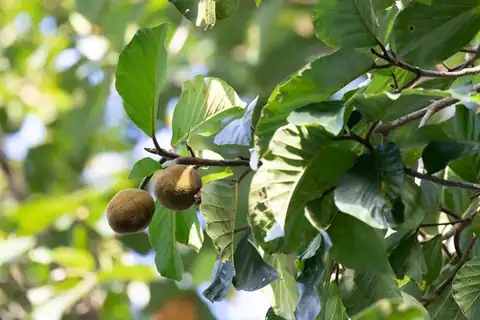 Foto dokumenter Artocarpus chama