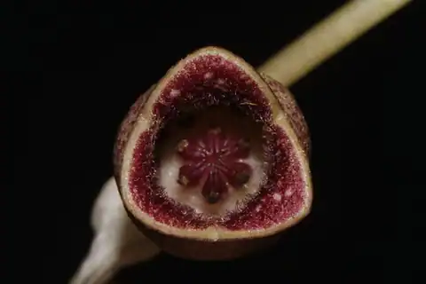 Foto dokumenter Asarum virginicum