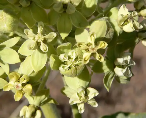 Foto dokumenter Asclepias erosa