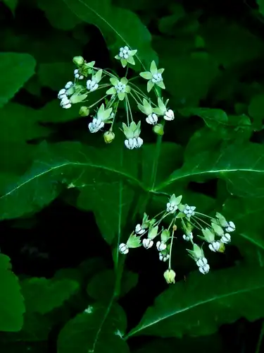 Foto dokumenter Asclepias exaltata