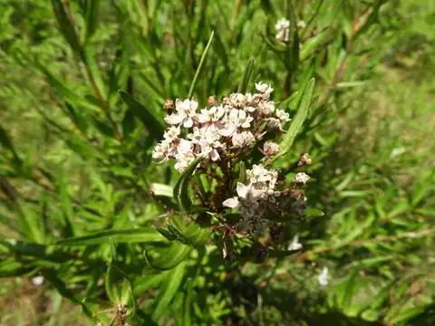 Foto dokumenter Asclepias mexicana