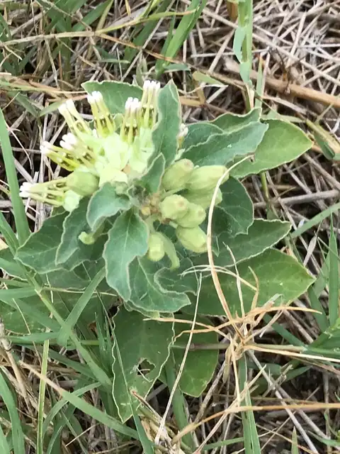 Foto dokumenter Asclepias oenotheroides
