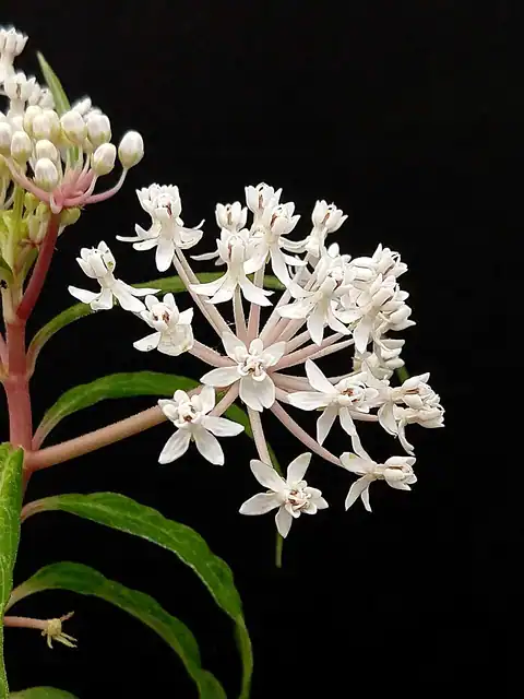 Foto dokumenter Asclepias perennis