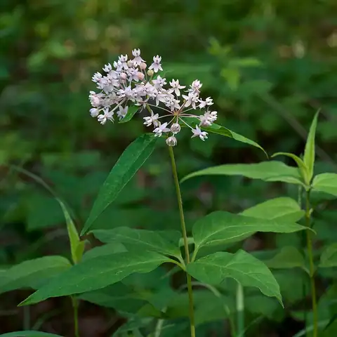 Foto dokumenter Asclepias quadrifolia