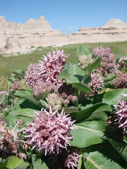 Foto dokumenter Asclepias speciosa
