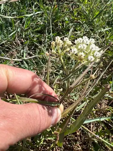 Foto dokumenter Asclepias woodsoniana