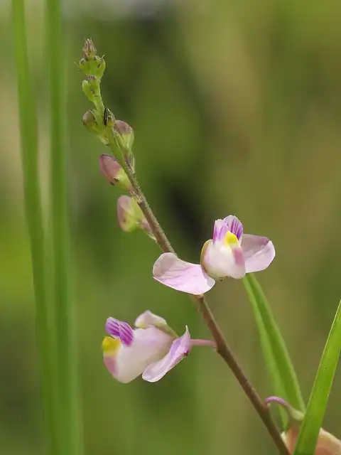 Foto dokumenter Asemeia grandiflora