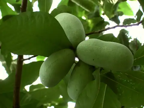 Foto dokumenter Asimina triloba